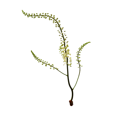 Ingredient Image