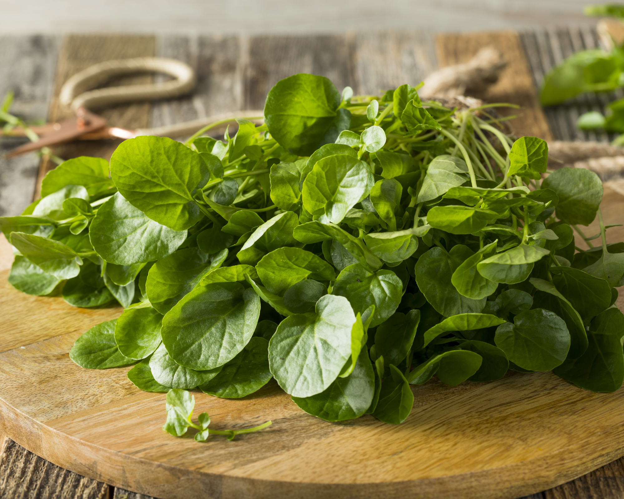 Watercress Salad Bowl Recipe