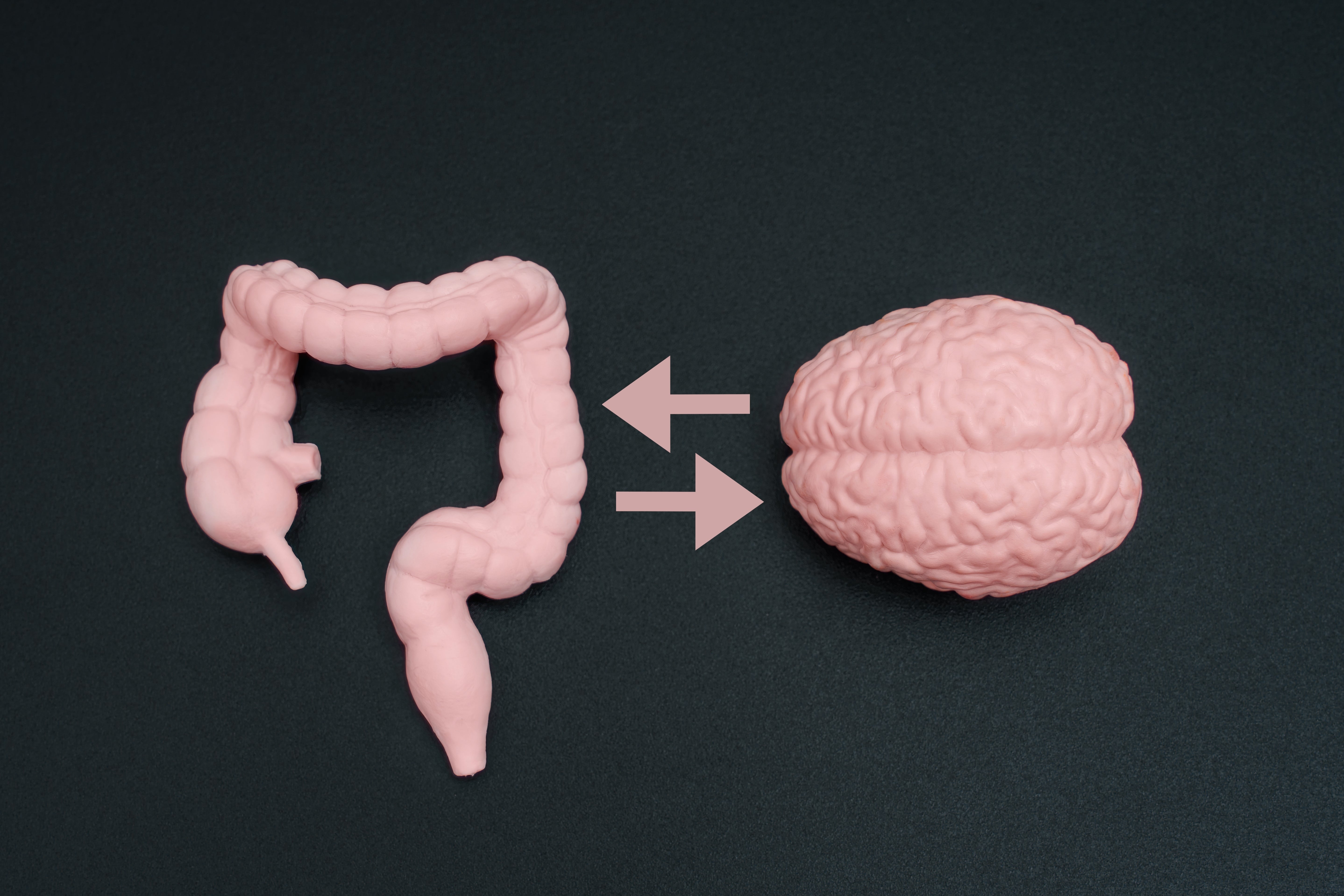 The Gut–Brain Connection Simplified: Your “Gut Feelings” Are Real